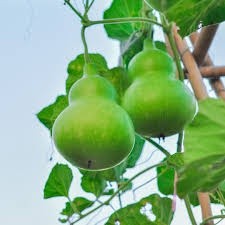2Gr Hạt Giống Bầu Hồ Lô