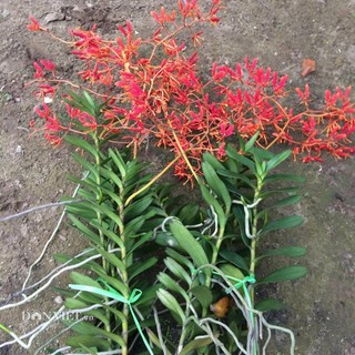Cây giống Lan Phượng vĩ đỏ - cành giống