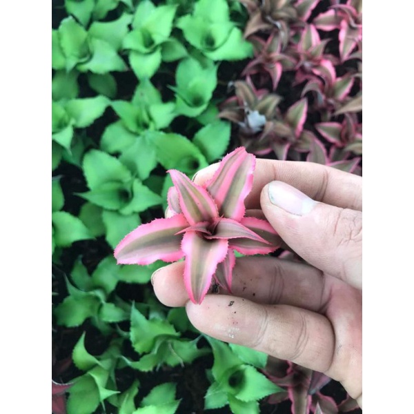Dứa mini dứa phụng