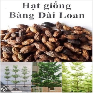 Hạt giống cây bàng đài loan - 1 gói