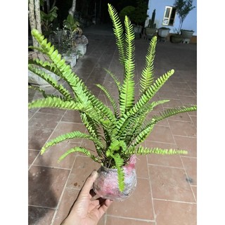 Dương xỉ cốt cắn (loại cây có củ dùng được)