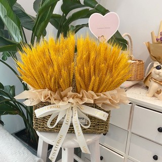 100 Bông lúa mạch vàng chụp ảnh hoặc trang trí nhà cửa, Bông Lúa Mạch Khô Decor Trang Trí