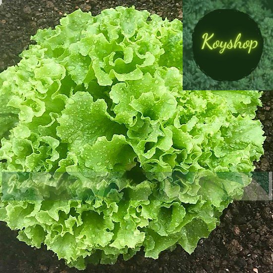 Hạt giống xà lách chịu nhiệt 357 - Rado Seeds X 2 gói - Giá sỉ tốt hơn.