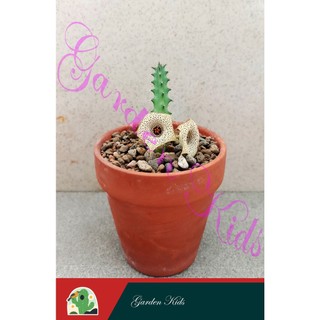 Xương rồng sao biển hoa chấm bi