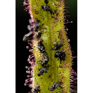 Gọng Vó Drosera Adelae bắt côn trùng