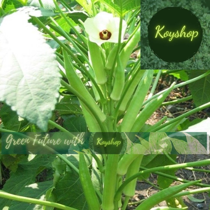 Hạt giống đậu bắp xanh Rado 60 - Rado Seeds - Giá sỉ tốt hơn.