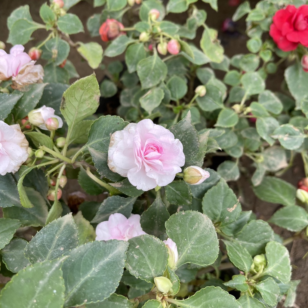 Cây hoa ngọc thảo KÉP xoắn siêu nụ sai hoa,tán xum xuê thích hợp treo ban công