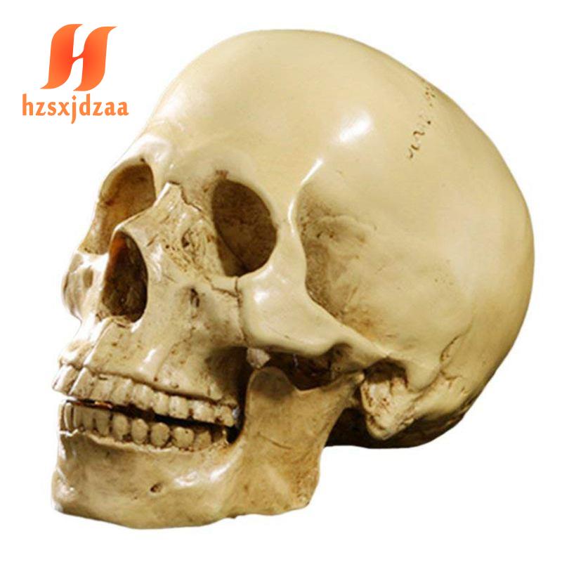 Mô Hình Đầu Lâu Người Bằng Nhựa Resin Tỉ Lệ 1: 1 Trang Trí Giảng Dạy