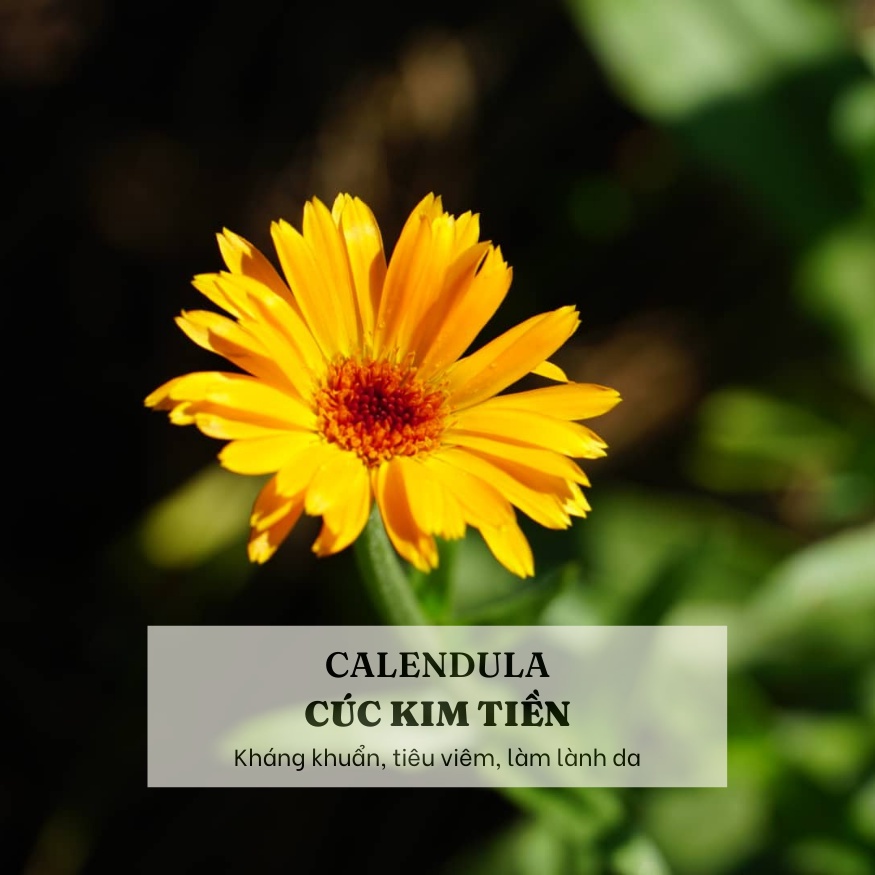 SÁP THẢO MỘC chiết xuất Calendula & St.John's Wort từ LANCHANS