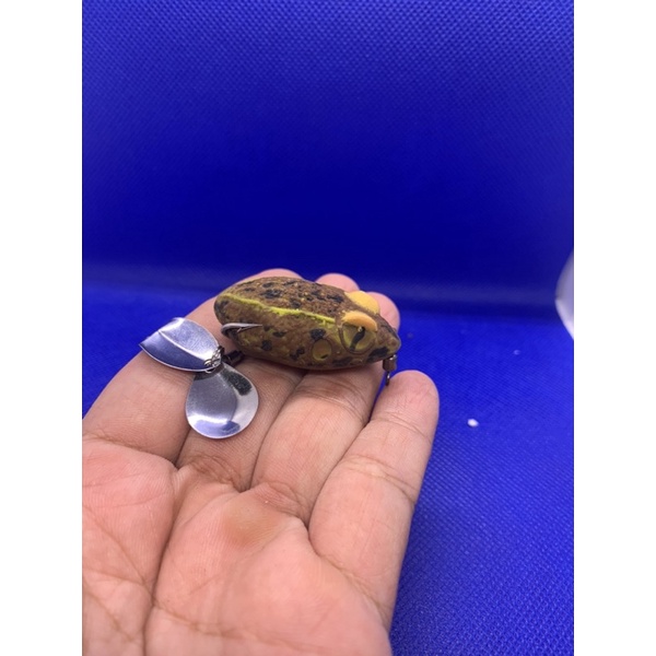 NHÁI HƠI CÓC GHẺ LỚN