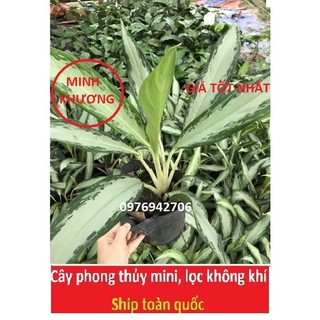 Cây Giữ Tiền, Kim Phát Tài-giao cây như ảnh cuối nha-cây phong thủy,tài lộc - bscc