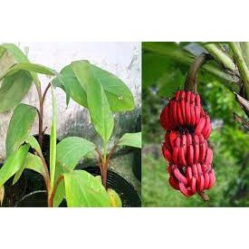 Cây giống Chuối Đỏ Dacca (giống cây mô siêu đẹp + 3 tháng cho trái)
