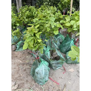 Cây hồng Nhật Bản ngon, giòn, không hạt, cao 60-70cm mua 5 cây tặng 1 cây