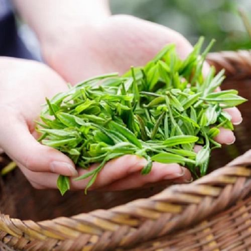 Cây chè xanh  hàng chuẩn đem lại hương vị trà thơm ngon chất lương cao