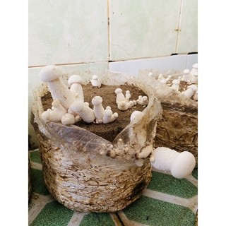 Hạt giống nấm Hoàng Đế