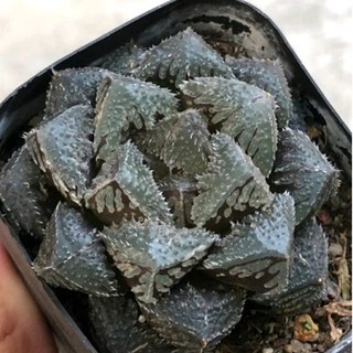 Haworthia .