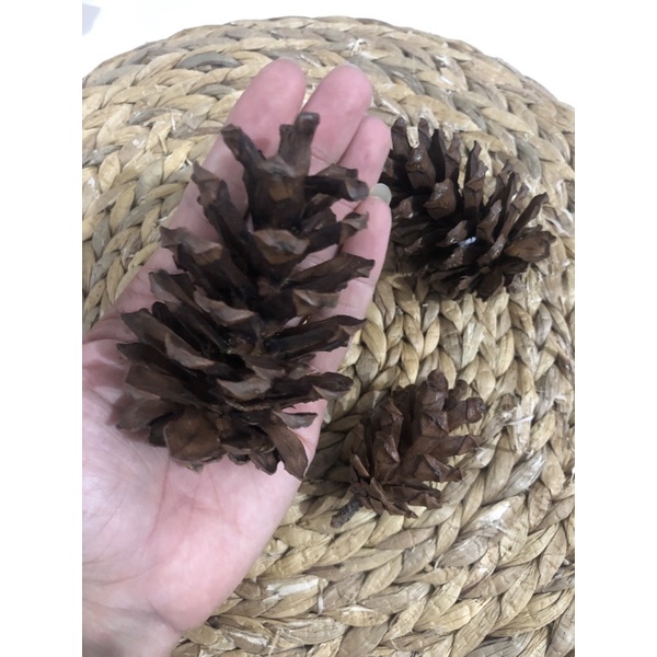 Quả Thông Khô Trang Trí