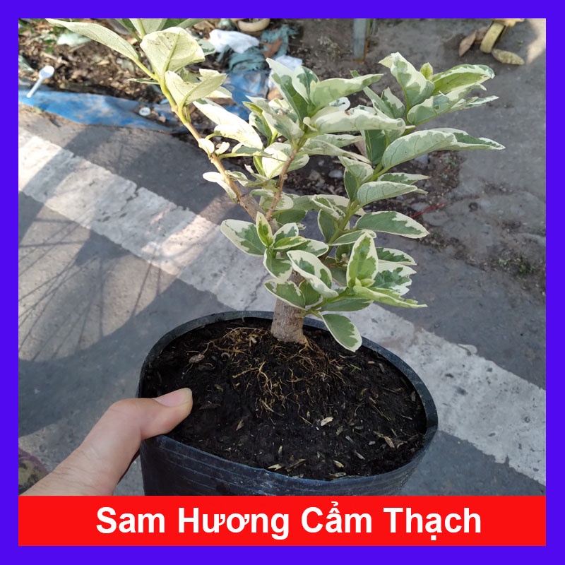 Cây Sam Hương Cẩm Thạch - cây cảnh bonsai để bàn