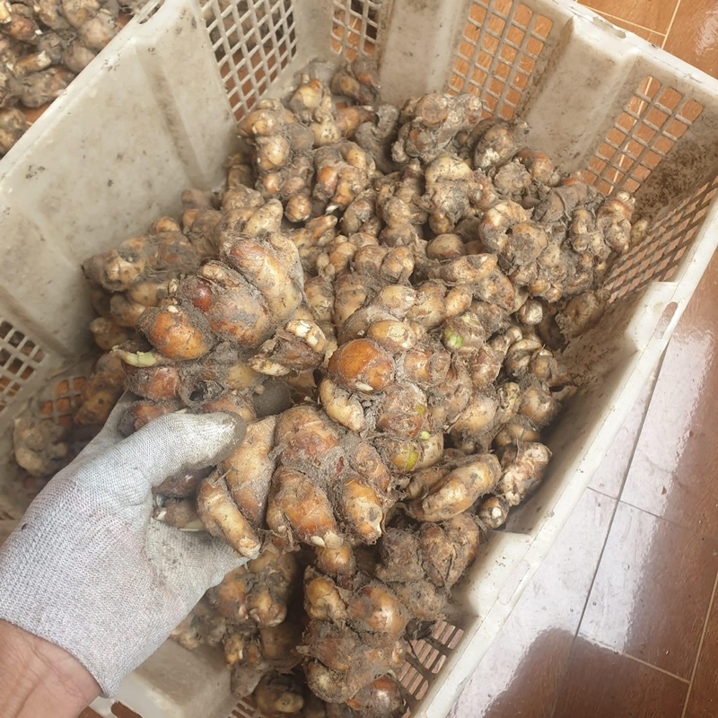 địa liền tươi 1kg