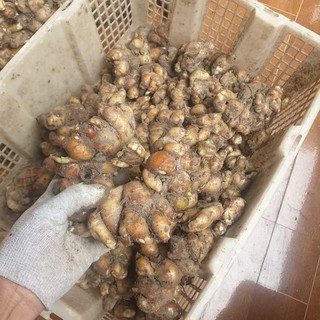 Địa liền tươi 1kg