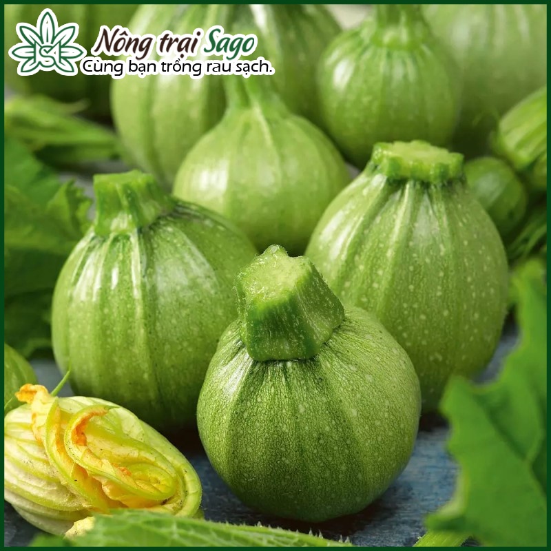 Hạt giống Bí Ngòi Trái Tròn (Bí ngồi Tròn) Dễ Trồng, Trái Rất Sai, Ngon, Ngọt (gói 1 gr) - Nông Trại Sago