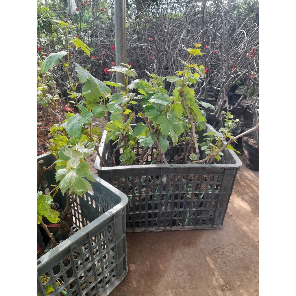 Giống Nho Mỹ  Không Hạt+Tặng kèm phân trùn quế