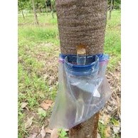 Cây giống trôm lấy mủ