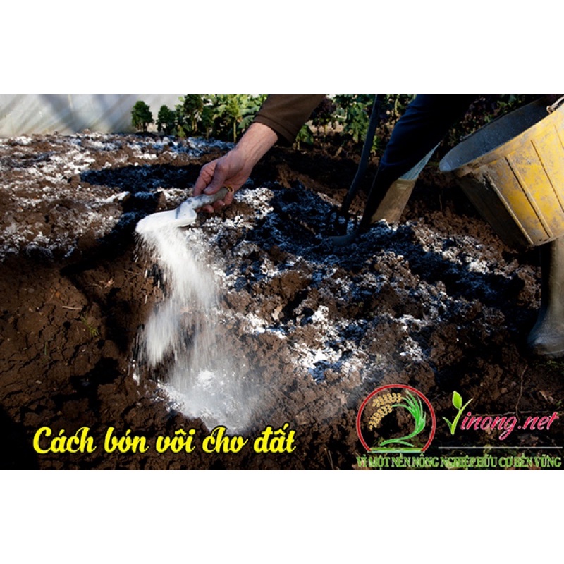 1000g vôi bột ninh bình