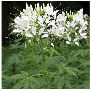 50h hạt giống hoa hồng hoa hồng ri mix cleome