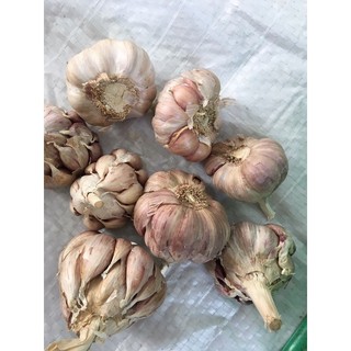 tỏi tím size lớn làm sạch 1kg