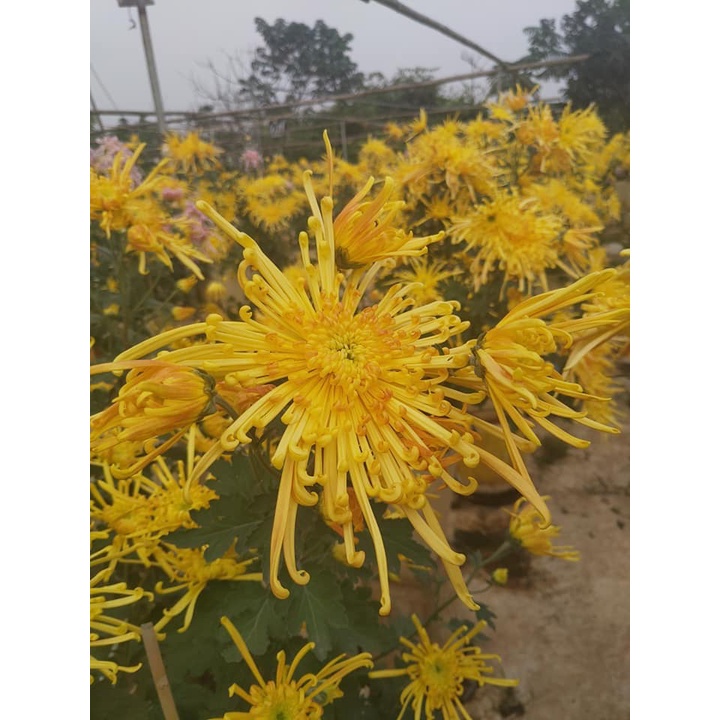 Cúc cổ Hoàng Long Cảo -(cây giống)