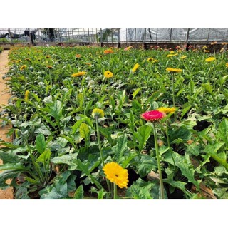 Đồng tiền - hoa đồng tiền cao cánh kép