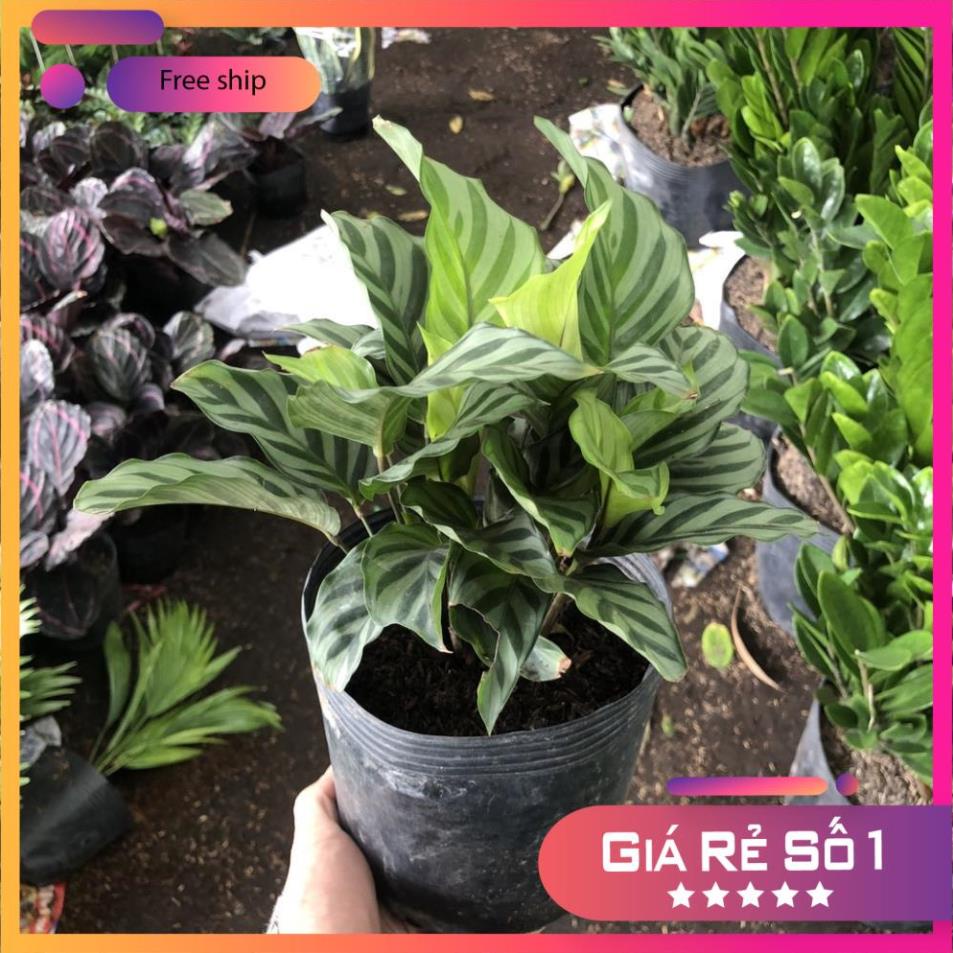 Cây đuôi công xanh (Đuôi Công Freddie), Cao 25cm lá sọc xám, chơi bền. (Hàng Chuẩn)