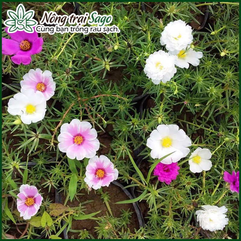 Hạt giống Hoa Mười Giờ Cánh Đơn Nhiều Màu, Dễ Trồng - Nông Trại Sago