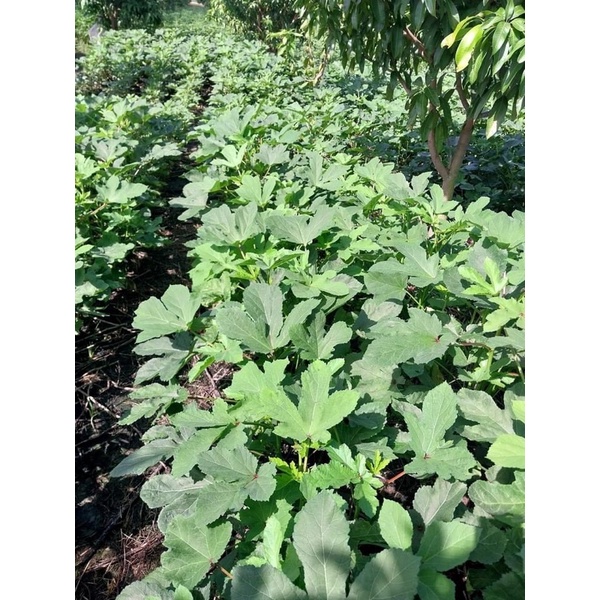Hạt Giống Đậu Bắp Xanh Cao Sản RaDo 313 - Gói 20gram Hạt Giống Rạng Đông