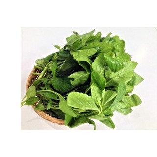 100h hạt giống cải trời