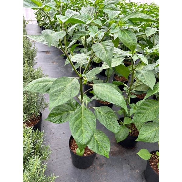 (Cây Giống, Rễ Khoẻ) Ớt Carolina Reaper Vàng/Đỏ Cay Thứ 2 Thế Giới, Mùi Thơm Nhẹ, Vị Cay Nồng Khi Chín
