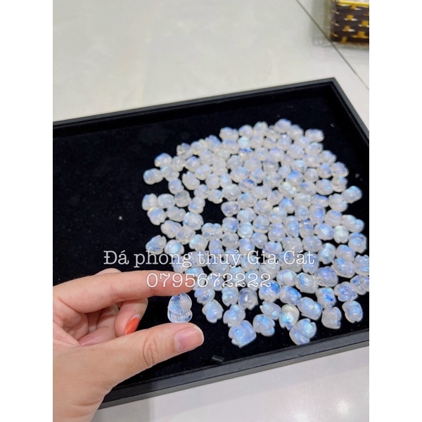 Hồ ly bayby mặt trăng xanh đẹp chuẩn kiểm định