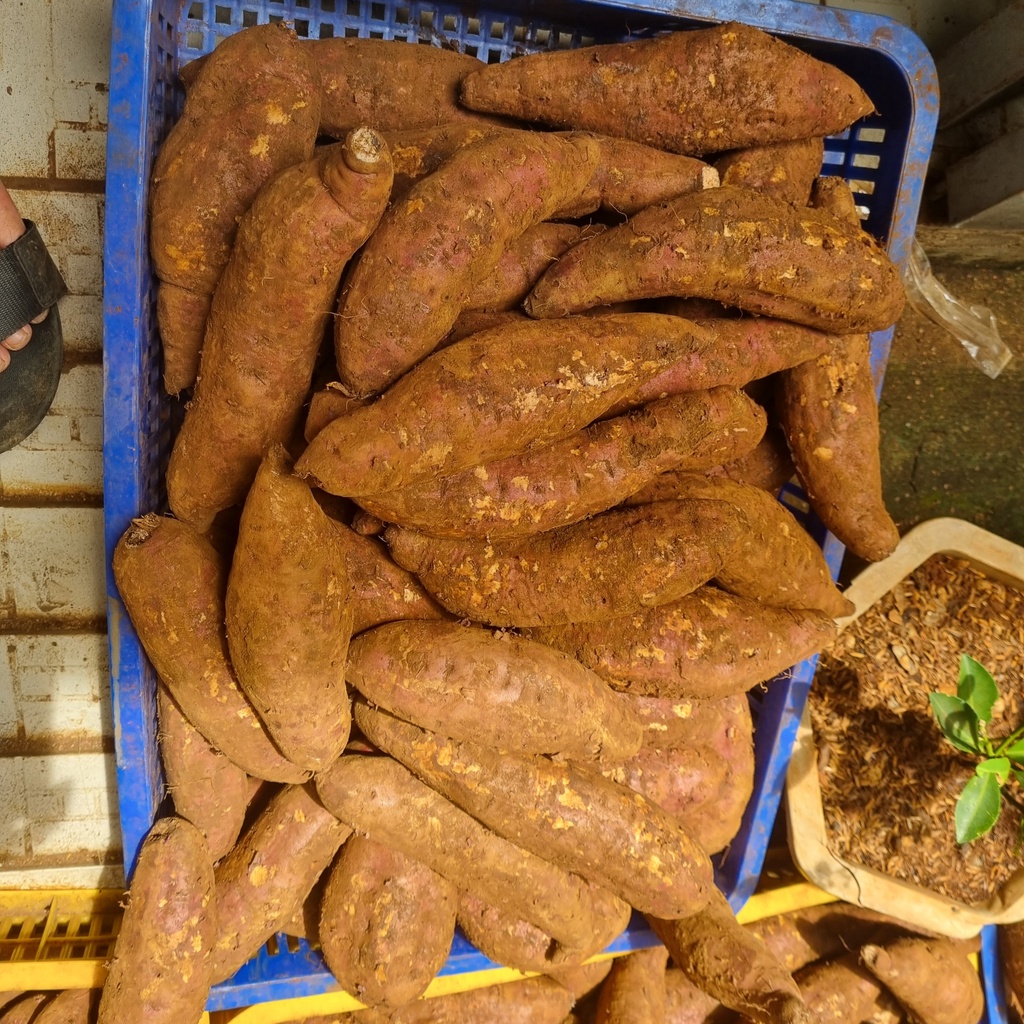 Khoai lang mật Đà Lạt  - Tà Nung loại 1 được lựa chọn kỹ 1kg có 3 củ lớn giao HỎA TỐC Hồ Chí Minh