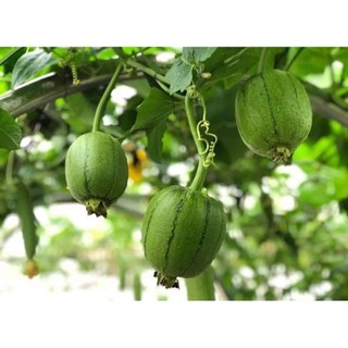 10H -Hạt_Giống_Mướp_Táo ( tặng kèm kích mầm và phân bón )