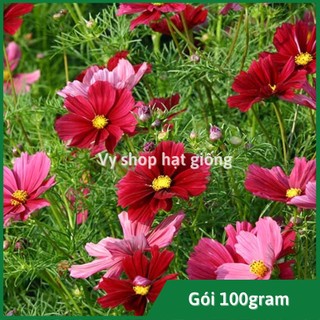 Gói 100g hạt giống hoa sao nhái đỏ dazzler - khoảng 5000 hạt