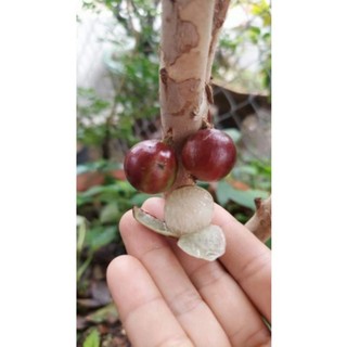 Cây Nho thân gỗ 12 vụ - nho đỏ (30-40cm)