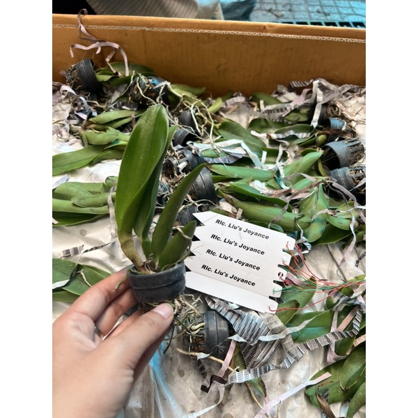 Cattleya Lui Joyance