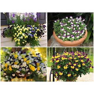 200h hạt giống hoa păng xê pansy mix màu