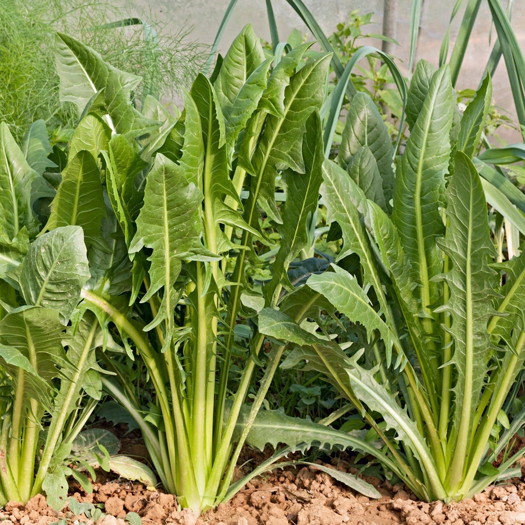 100h Hạt Giống Bồ Công Anh ITALIAN