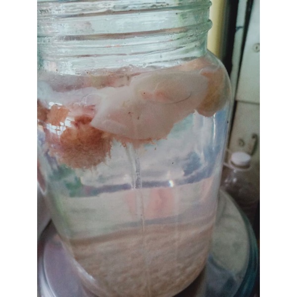 Giấm nuôi lên men tự nhiên 500ml/5k