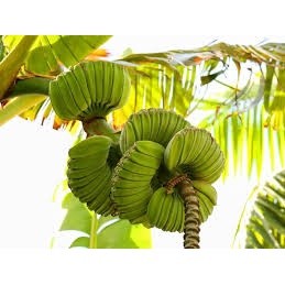 Cây giống Chuối cô đơn, giống chuối quý