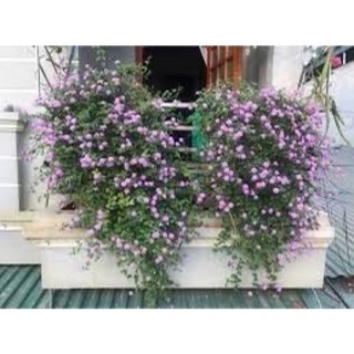 HOA NGŨ SẮC TÍM RỦ