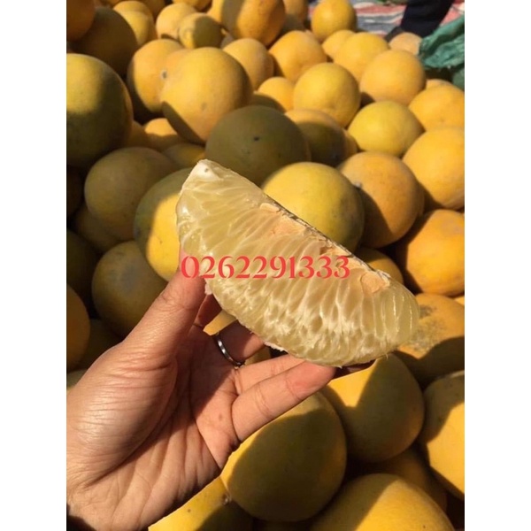 Bưởi Diễn nhà trồng gốc bưởi 10 năm tuổi tép bưởi ráo, quả gửi đã héo