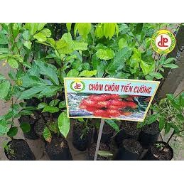 Cây giống chôm chôm tiến cường